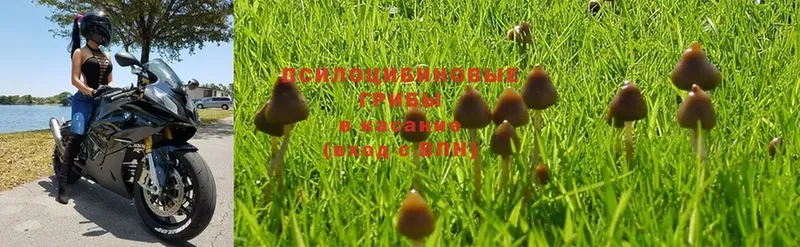 Галлюциногенные грибы Magic Shrooms  гидра ссылка  Ликино-Дулёво 